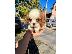 PoulaTo: Cavalier King Charles Spaniel